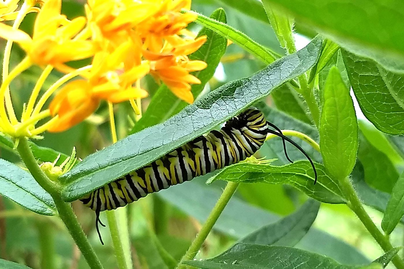 “This morning I discovered a 4th instar! I was so delighted.” Monarch caterpillars grow longer and develop new features at different stages of growth, called instars.