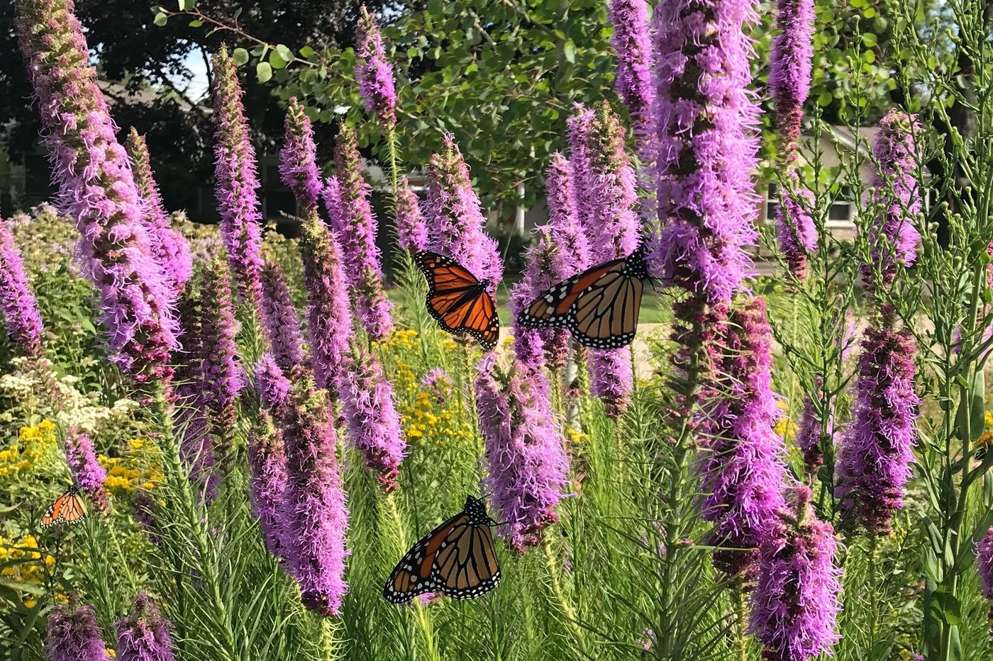In addition to needing milkweed early in life, monarch butterflies rely on other native plants like blazing star for nectar. This gives them the energy to continue their migration.