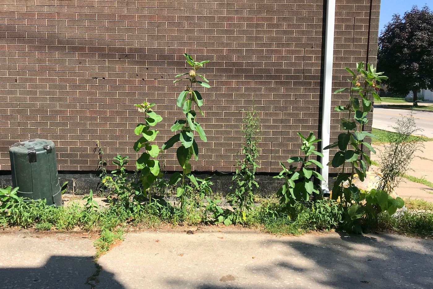 Milkweed can thrive in unexpected places. Laurie Stokes says, “This patch was started by my neighbors who would drop milkweed seeds throughout our neighborhood on their evening walks.”