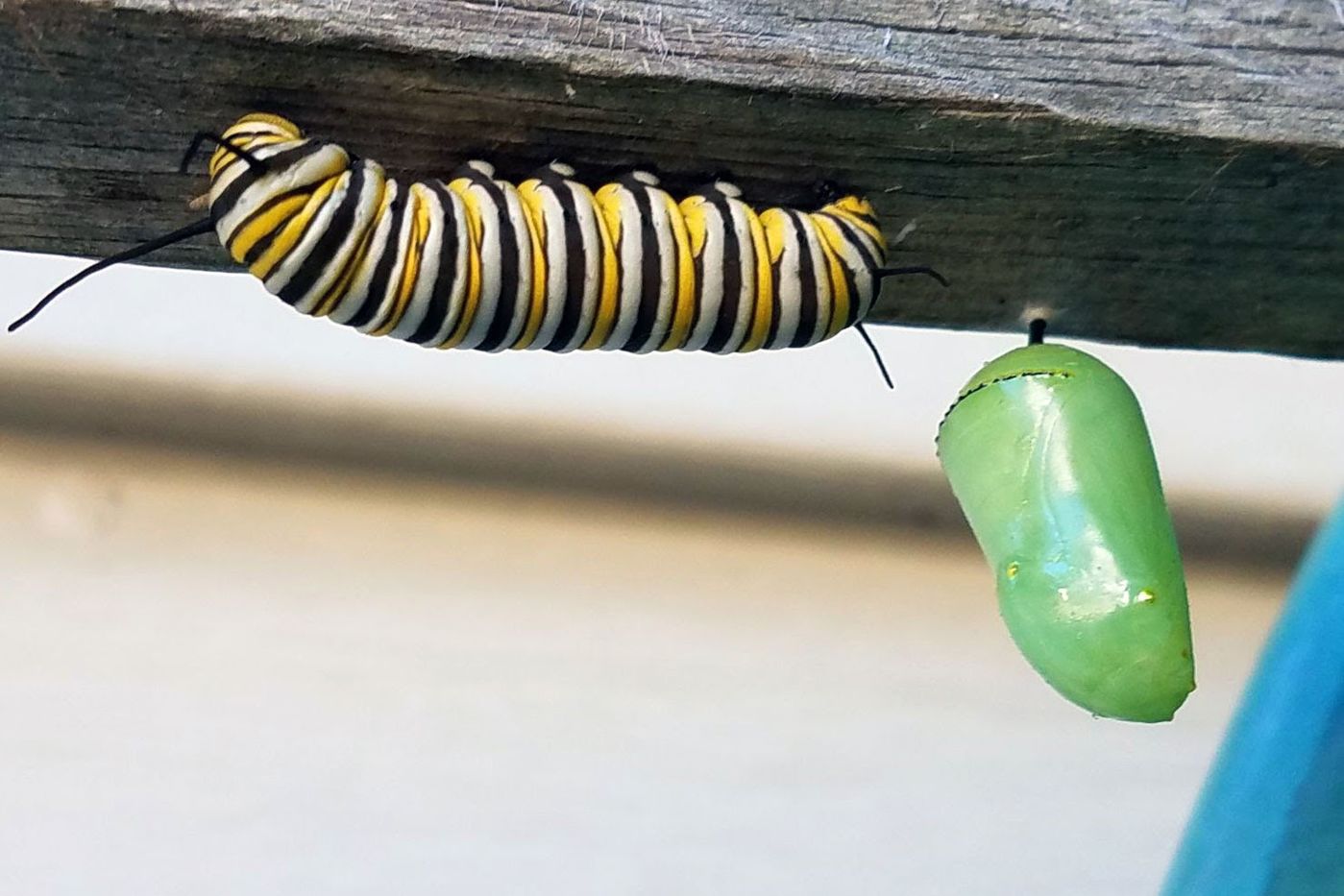 A monarch caterpillar hangs out next to a chrysalis. For this community science project, we’re only documenting monarchs found naturally outside (instead of ones raised indoors).