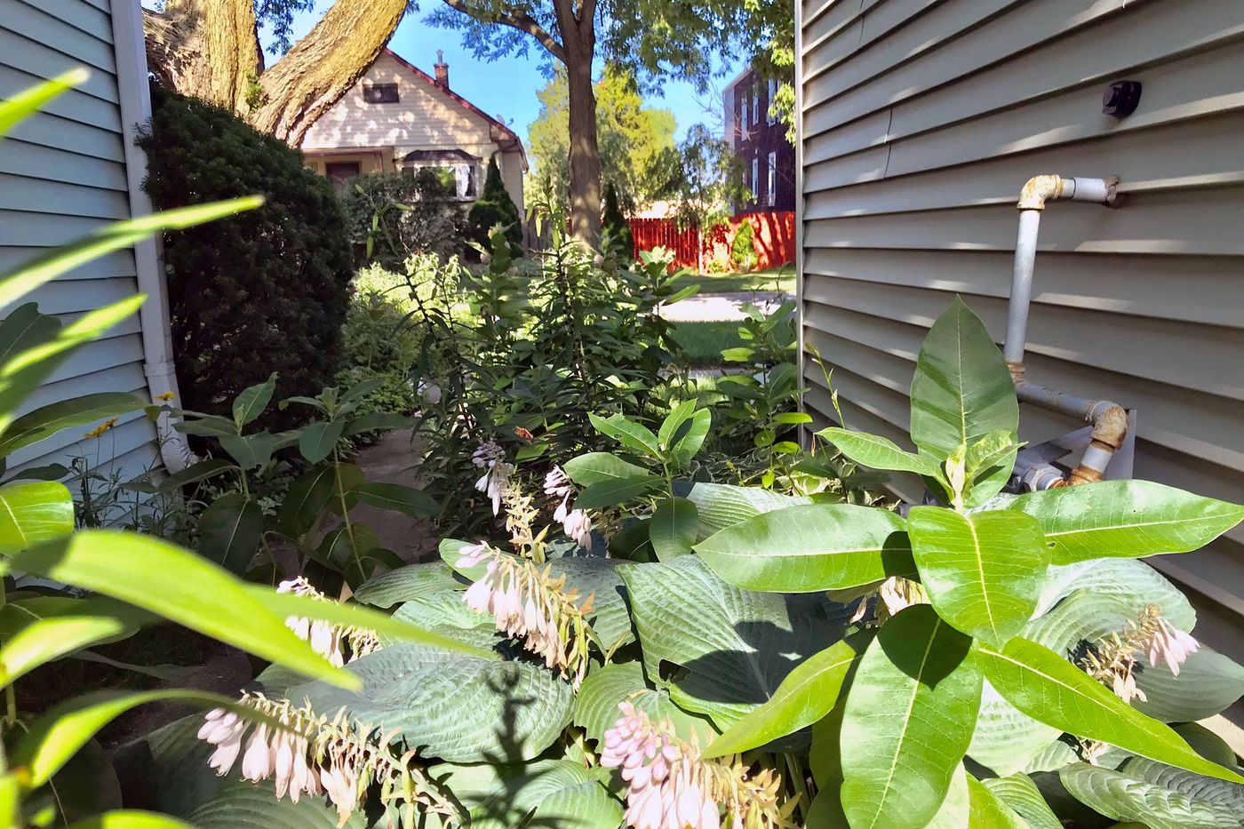 You don’t need a large milkweed patch to participate; these versatile plants are great for filling in gaps between houses and throughout your yard.