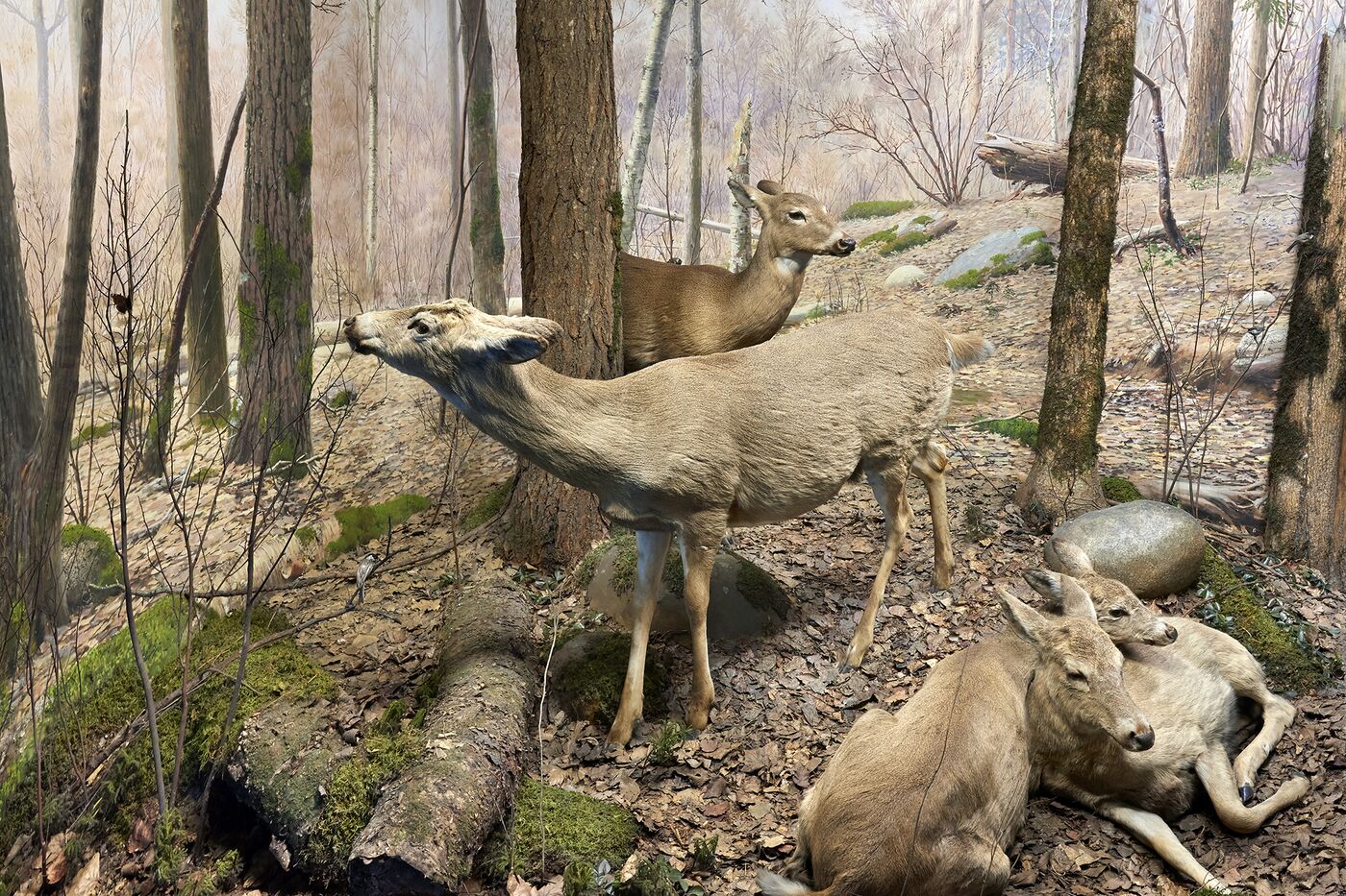 Spring White-Tailed deer from Carl Akeley's Four Seasons of the Deer diorama.