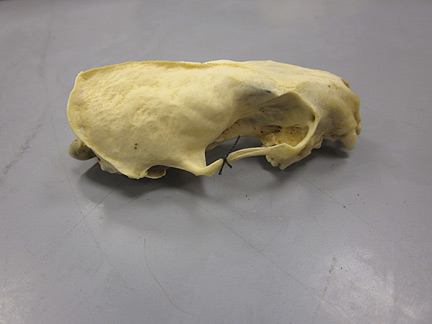 Media for Techniques for Recording Natural History Data