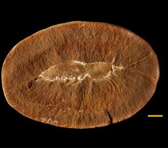 Media for Mazon Creek Fossil Invertebrates