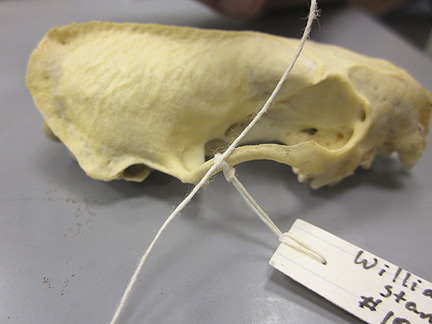 Media for Techniques for Recording Natural History Data