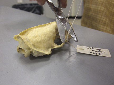 Media for Techniques for Recording Natural History Data