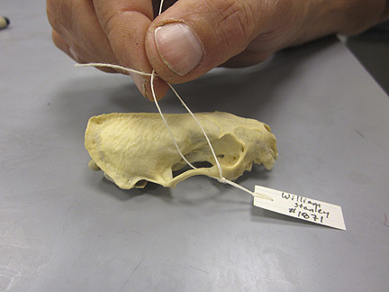 Media for Techniques for Recording Natural History Data