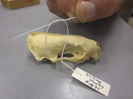 Media for Techniques for Recording Natural History Data