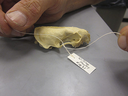 Media for Techniques for Recording Natural History Data