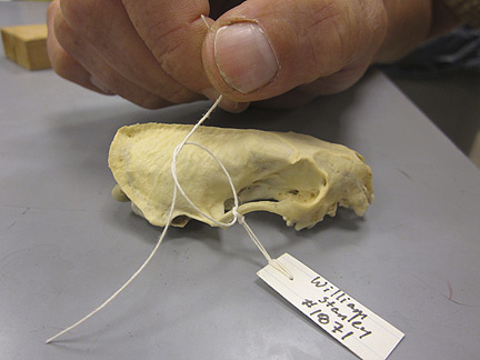 Media for Techniques for Recording Natural History Data