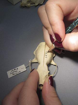 Media for Techniques for Recording Natural History Data