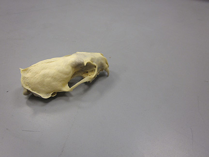 Media for Techniques for Recording Natural History Data