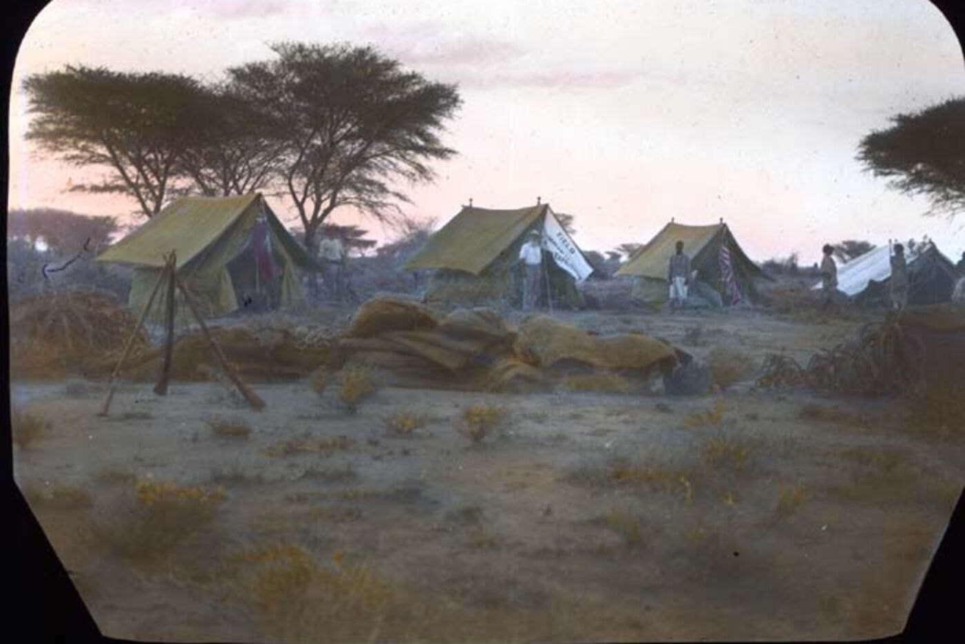 Carl Akeley's camp in Somalia, July 1896. Four tents, each with men standing nearby. Supplies piled in the foreground, trees and shrubs in the background.