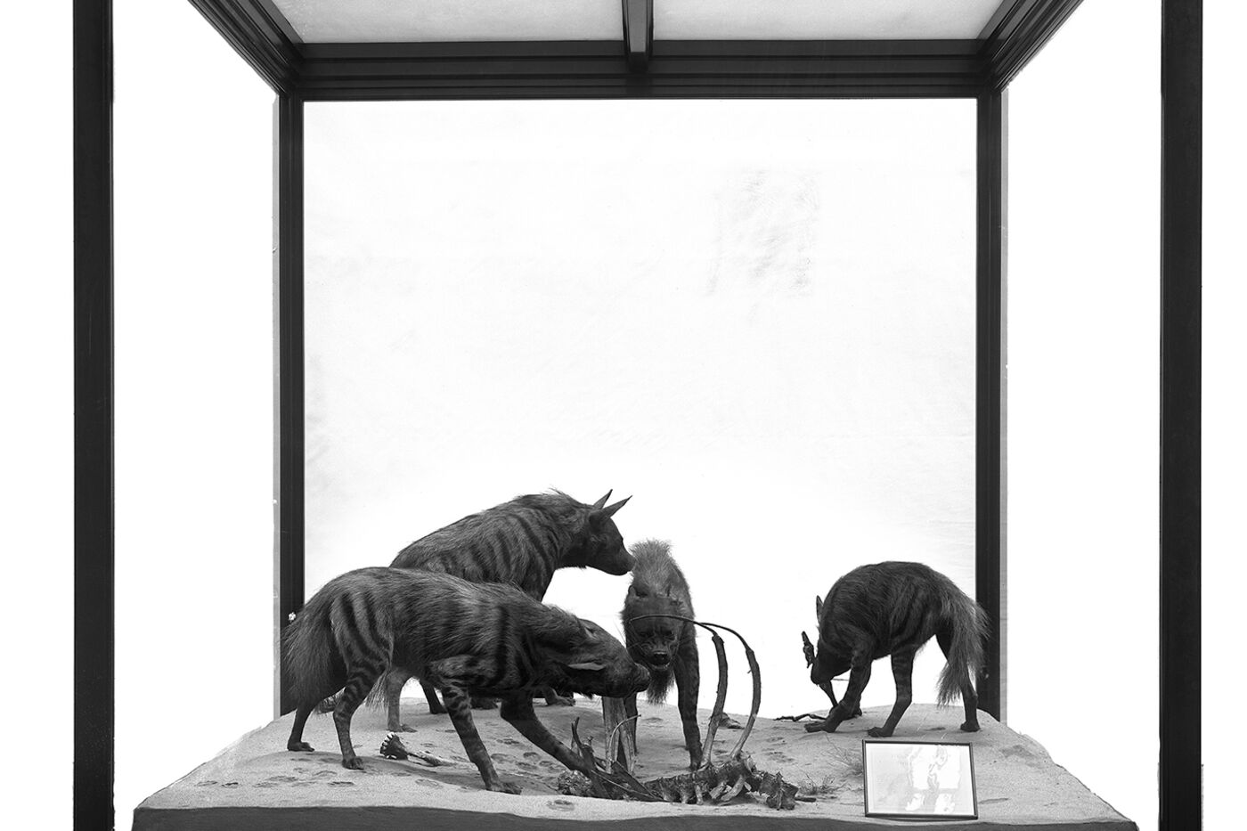 The striped hyena diorama as it appeared in about 1898, 4 hyenas feeding on a carcass in a large wood and glass display case.