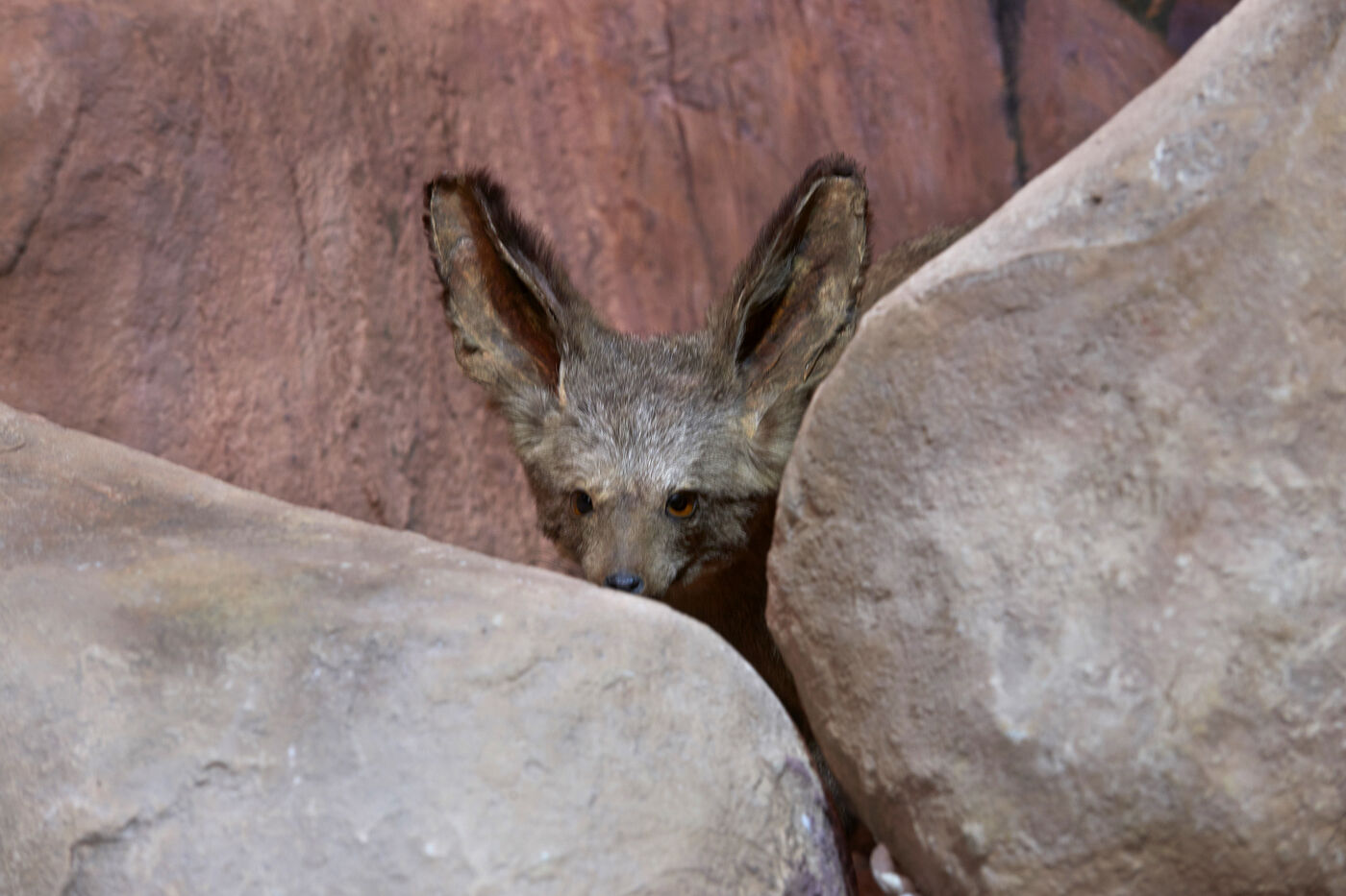 Media for Remaking Akeley’s Striped Hyenas Diorama