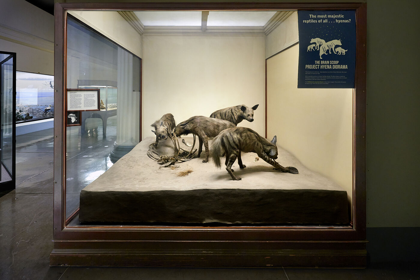 The striped hyena diorama as it was during the fundraising campaign. 