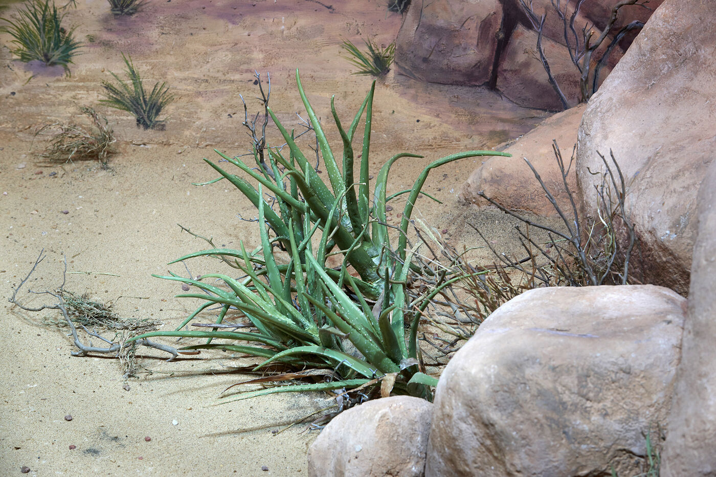 Media for Remaking Akeley’s Striped Hyenas Diorama