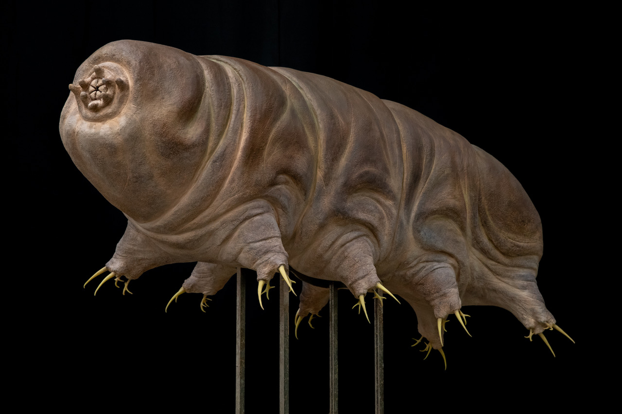 Artistic rendered model of a tardigrade, a brown, wrinkled creature with many tiny claws.