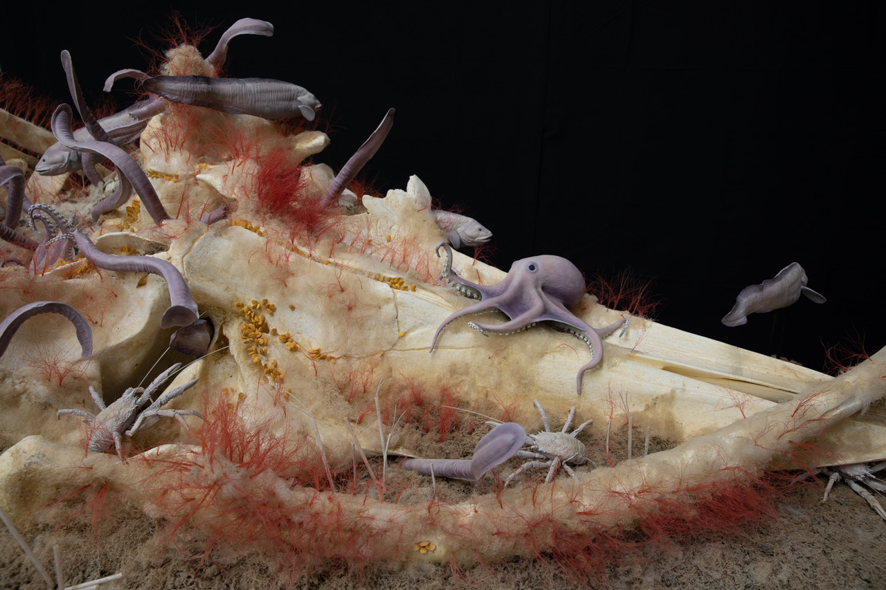 A realistic depiction of a whale fall: an underwater ecosystem with small sea creatures feeding off of a decomposing whale.