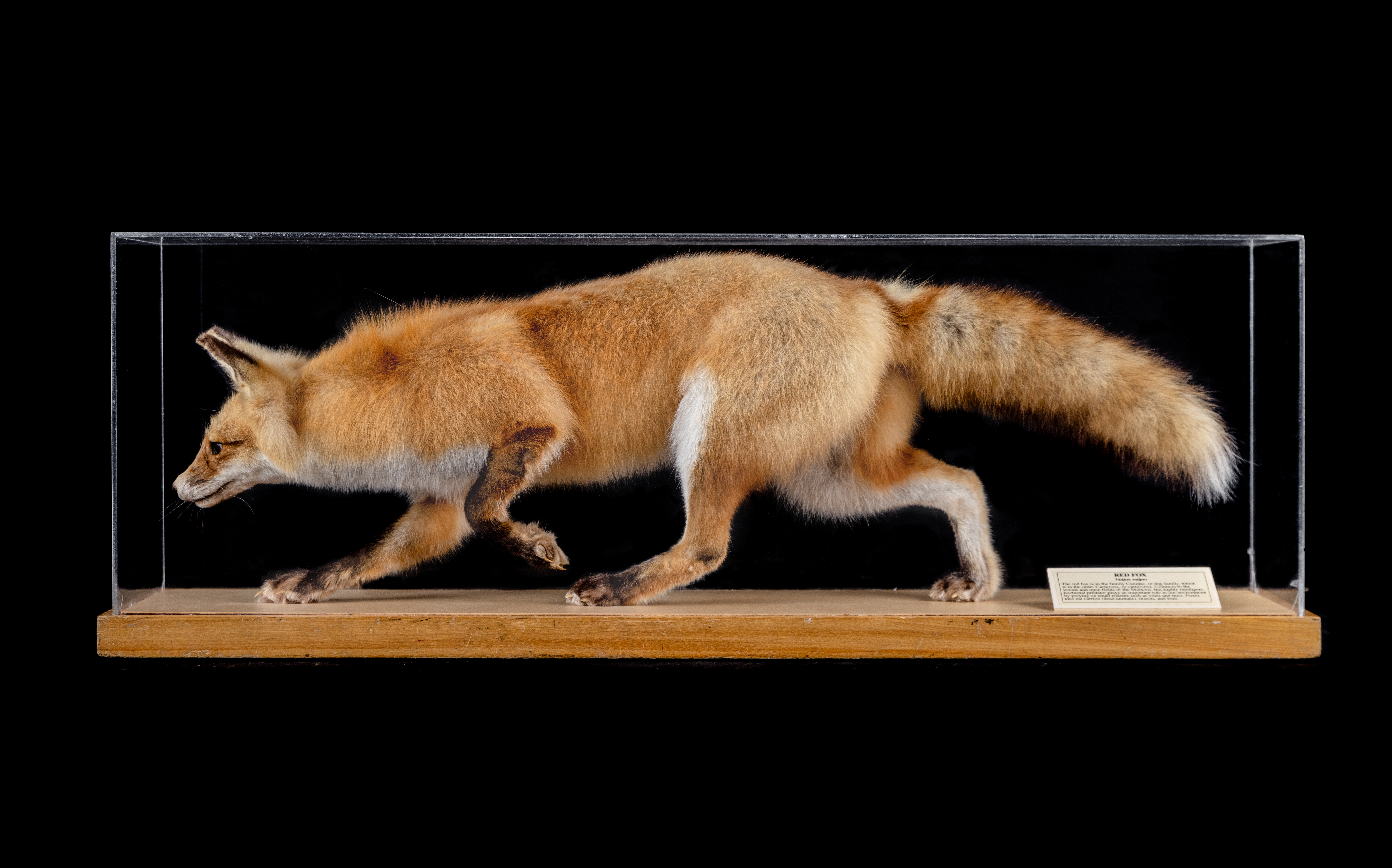 A museum display case featuring a taxidermied red fox in a walking posture.