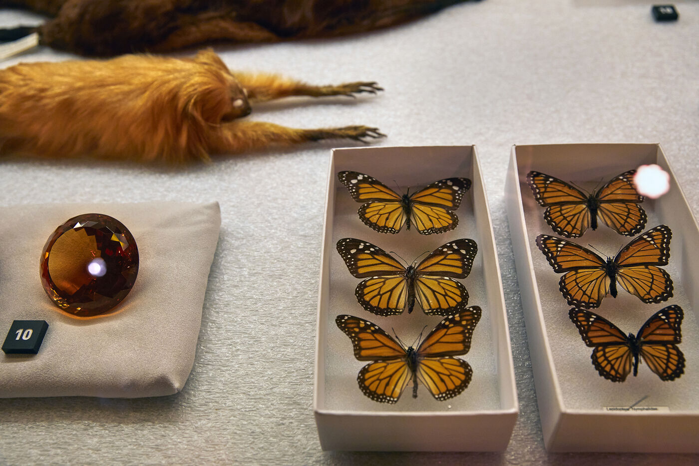 Different orange-colored specimens from a display case in the Wild Color exhibition, including butterflies, a round gem, and a primate.