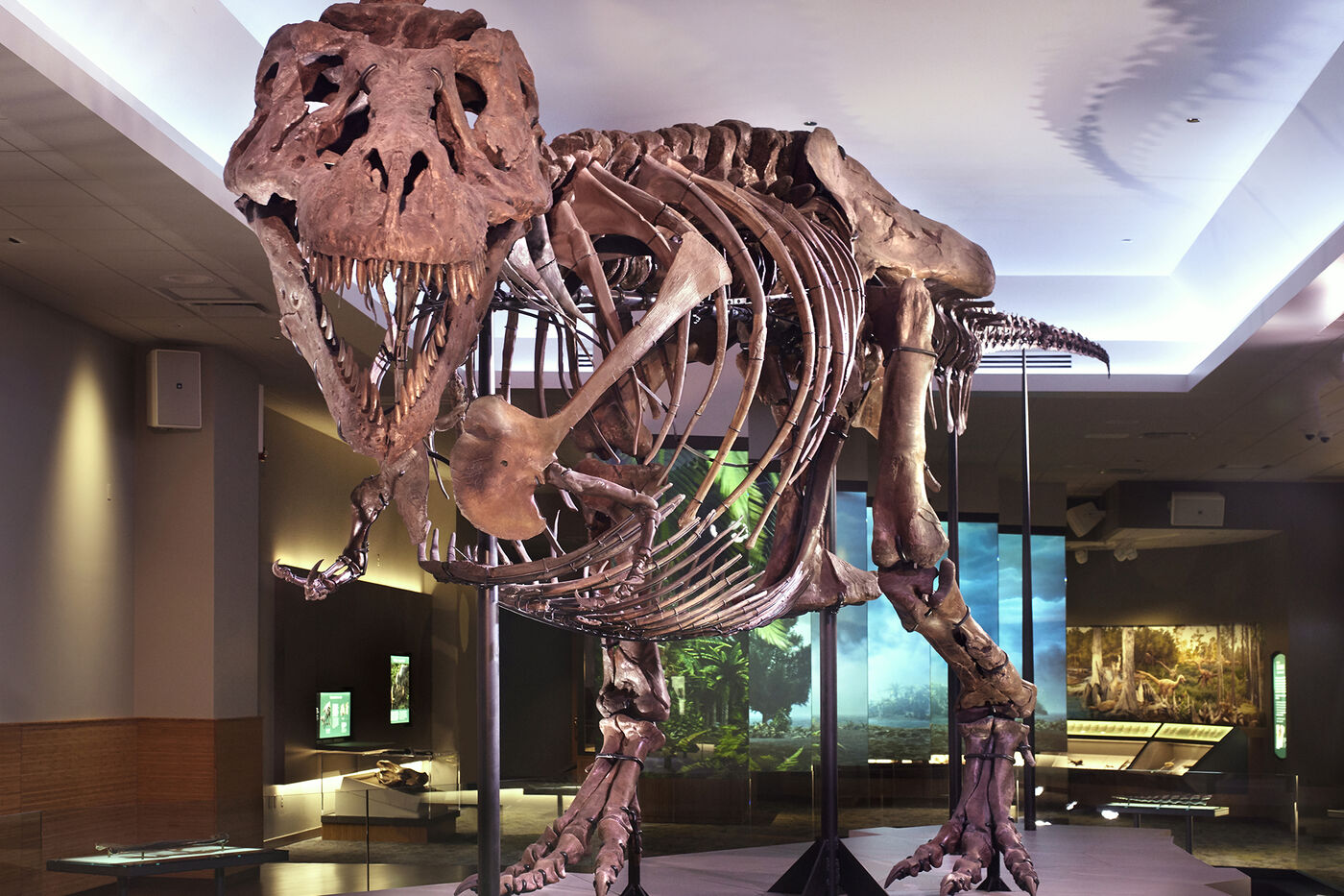 SUE the T. rex fossil in their exhibition space, looking directly from the front.
