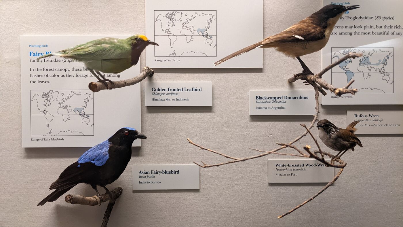 Several Asian Fairy-bluebird specimens mounted in a display in the Gidwitz Hall of Birds.