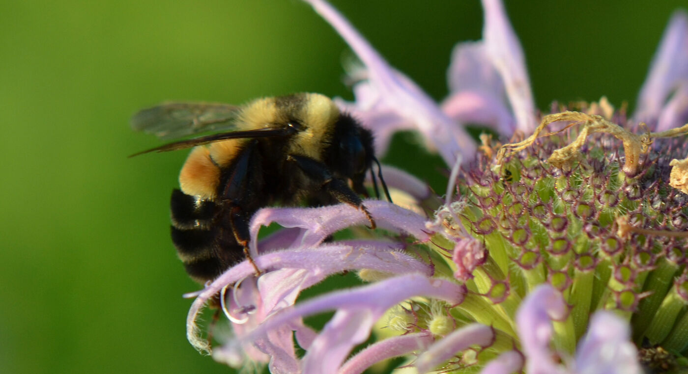 A close-up of a fuzzy black & yellow bee foraging on a pale purple flower.