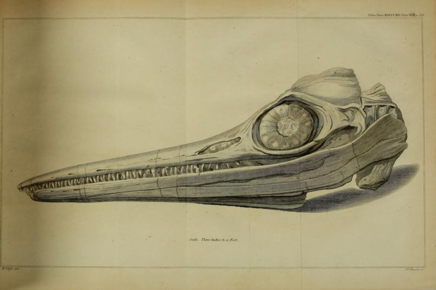 A scientific illustration of an ichthyosaur skull.