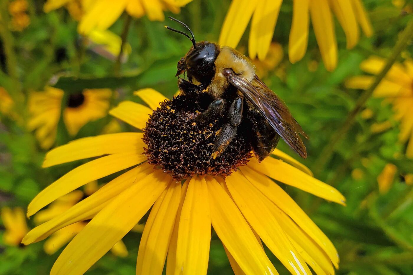 A close-up of a large black and yellow bee perched on the brown center of a flower. Yellow petals droop down around the center of the flower.
