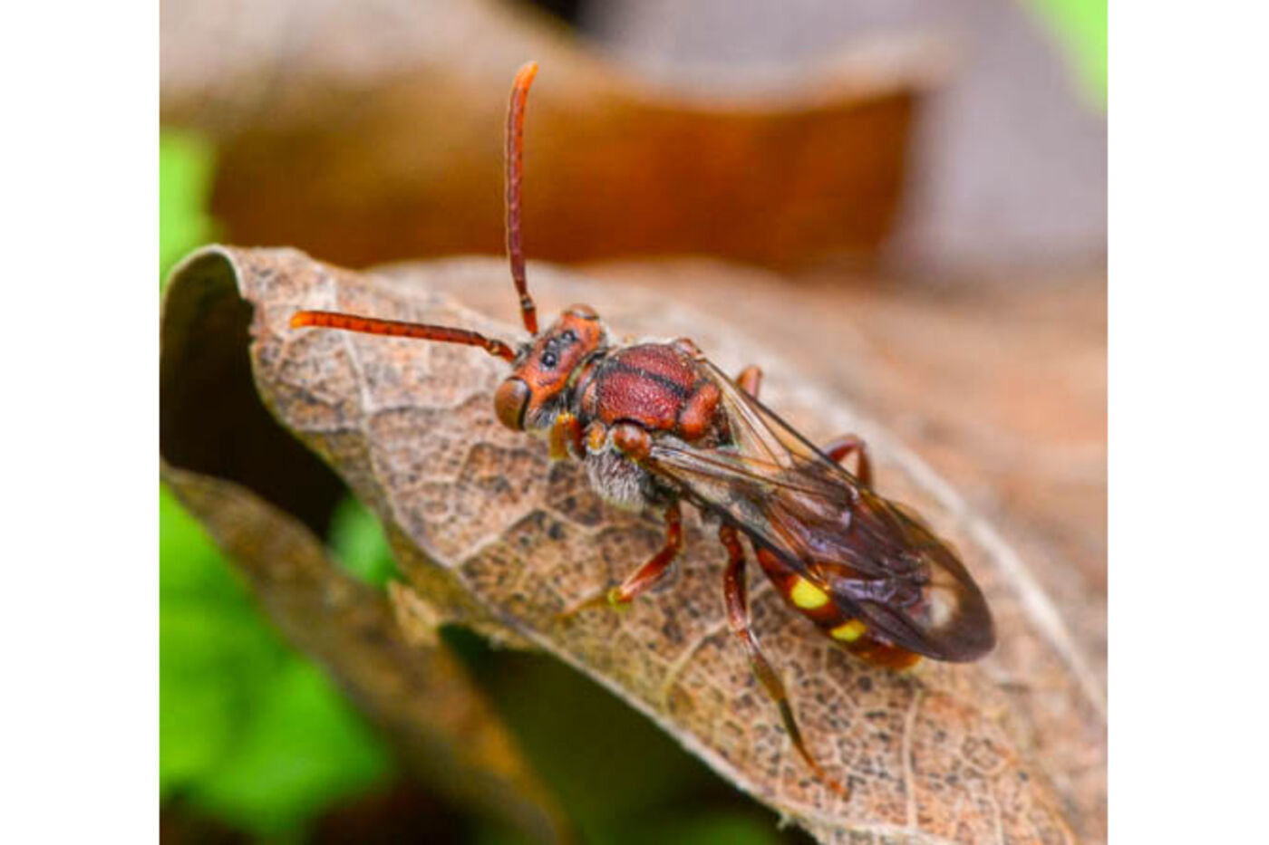 A reddish-orange bee sits on a brown dried leaf.