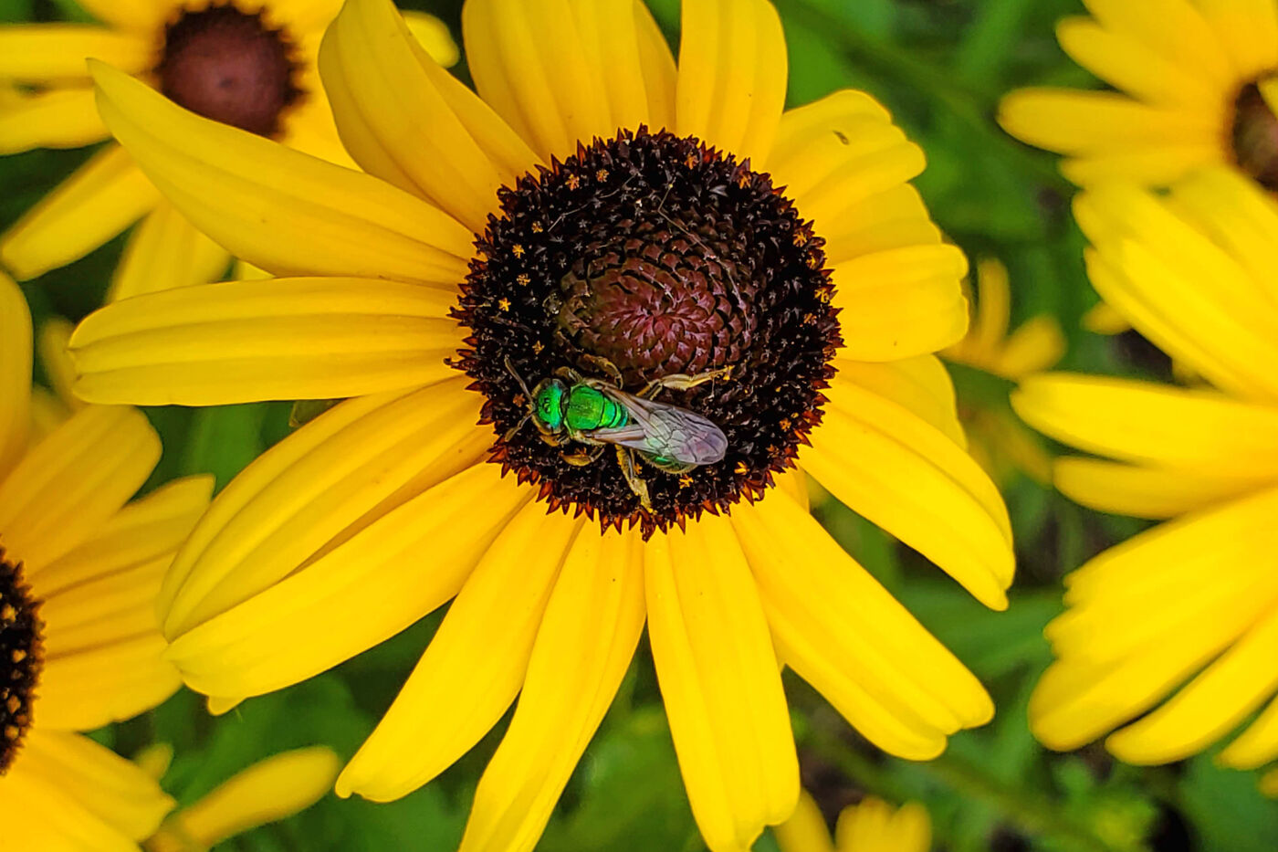 A metallic green bee foraging on a flower with a brown center, surrounded by yellow petals.