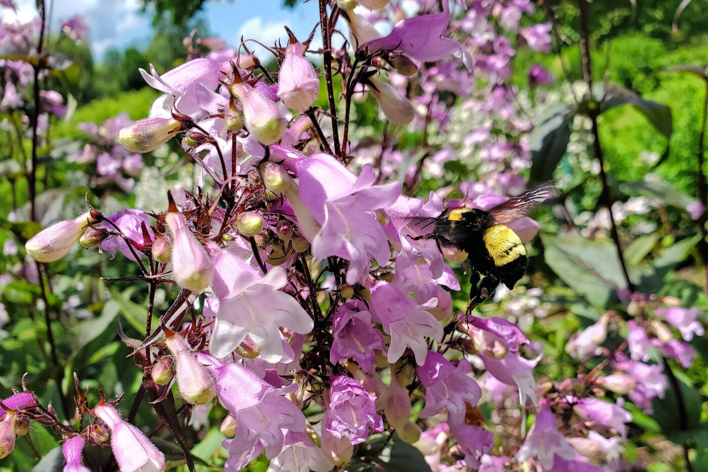 A large yellow and black bee is foraging on pale pink flowers.