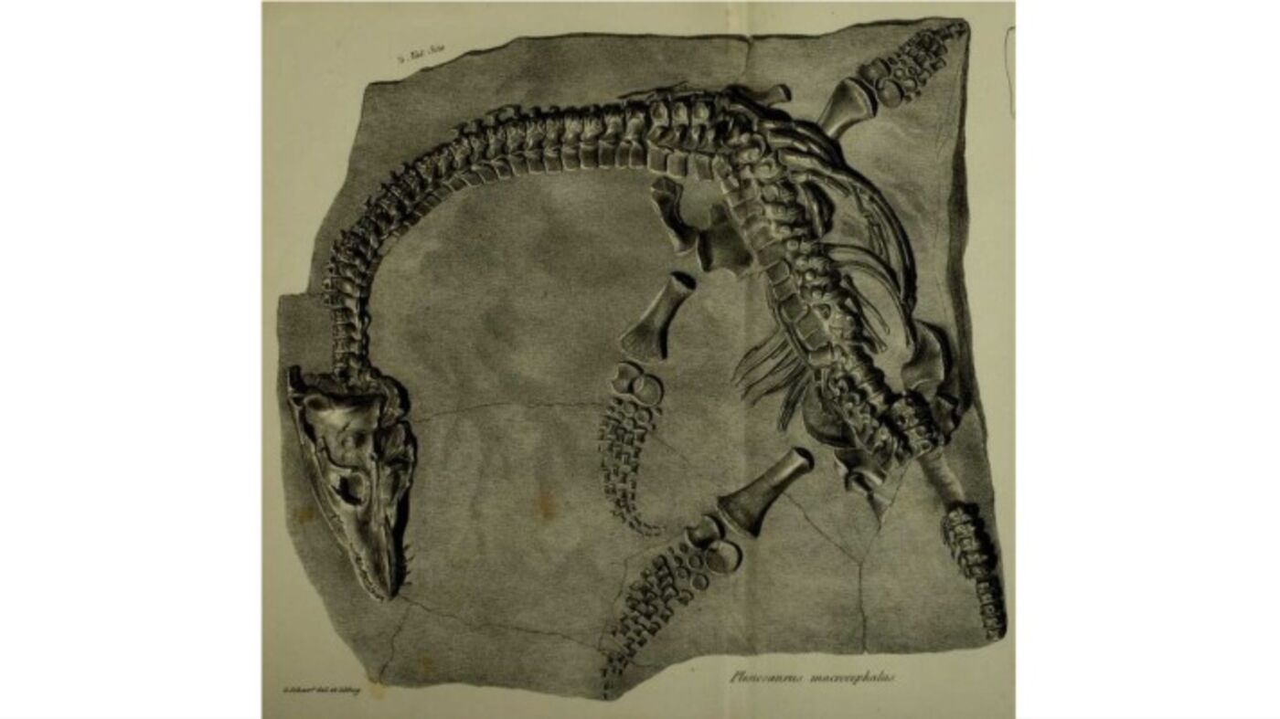 A detailed, black and white drawing of the pristine Plesiosaurus macrocephalus holotype.