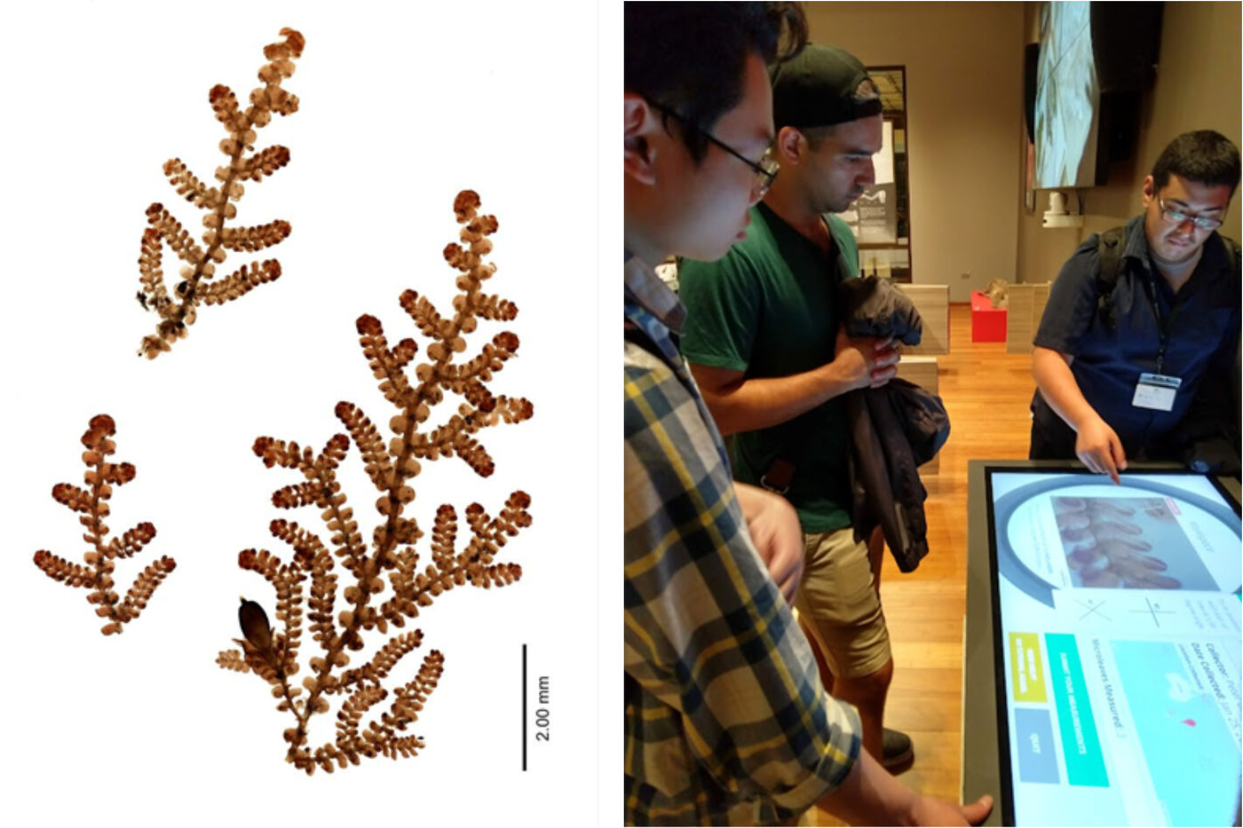 On the left, the microscopic leaves of a liverwort, a primitive plant that helps scientists track climate change. On the right, Three people working on a community science platform in an exhibit at the Field Museum.