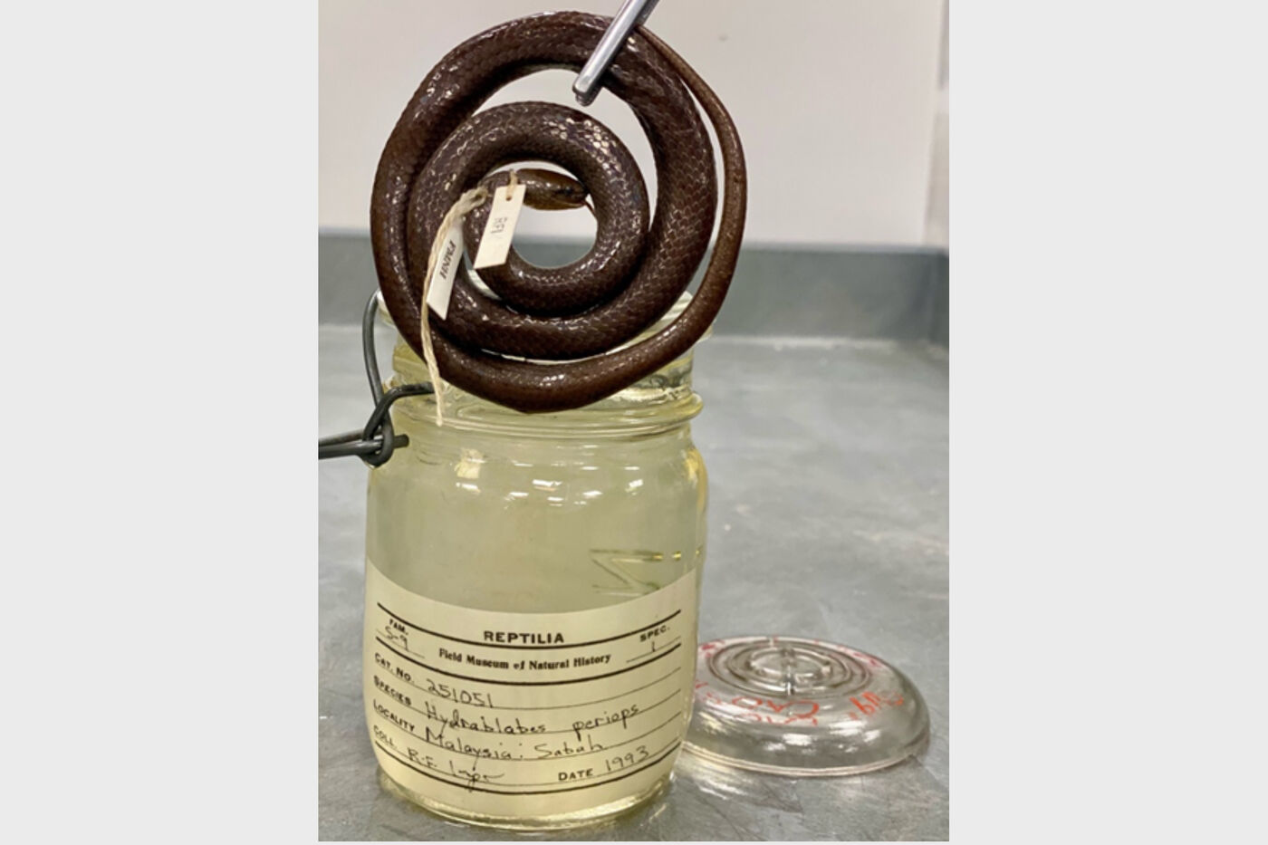 A decade's old snake specimen being held with metal forceps over a jar. The jar is labeled with details about the specimen and the jar's lid sits beside.