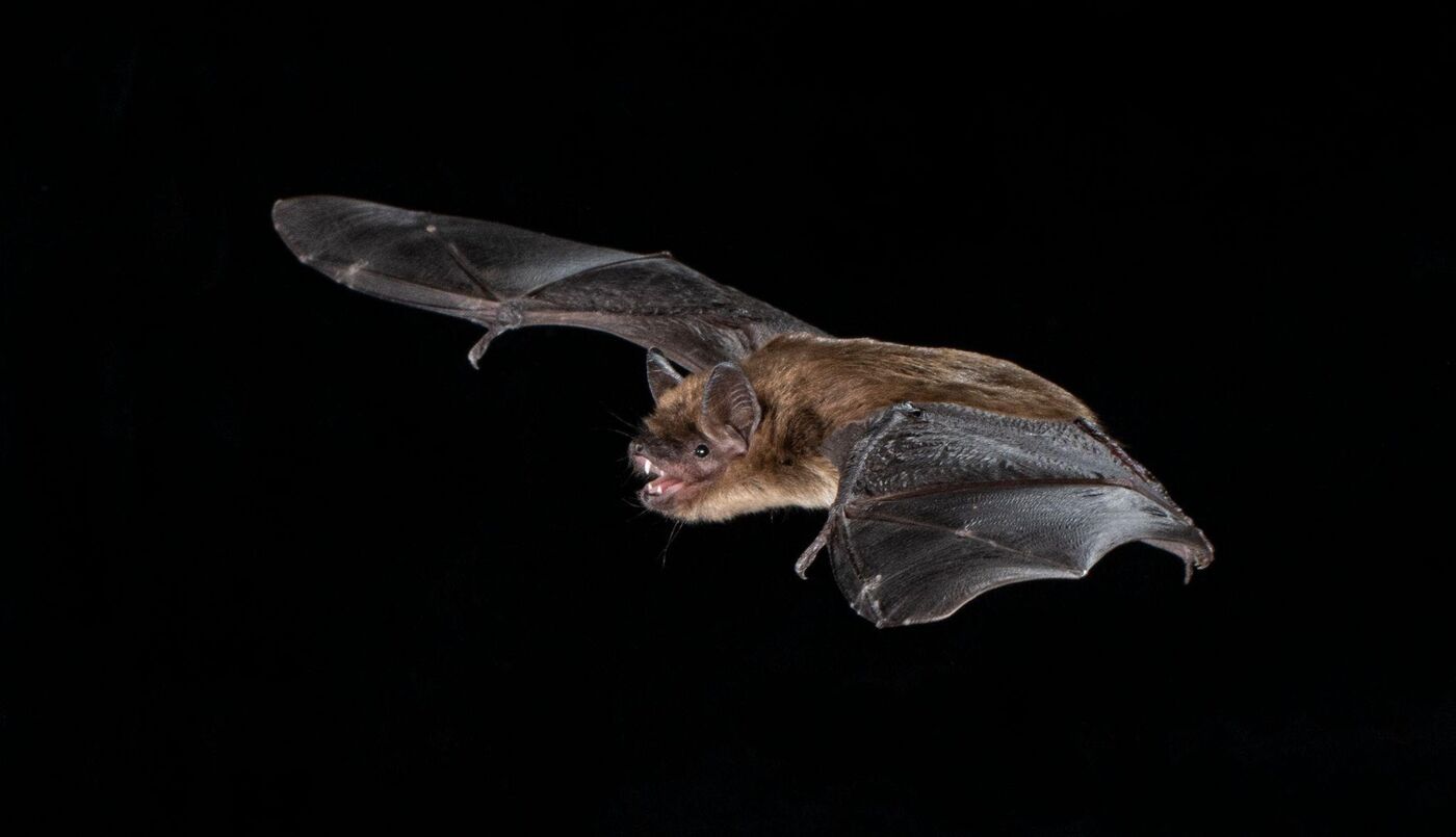 A big brown bat in flight.