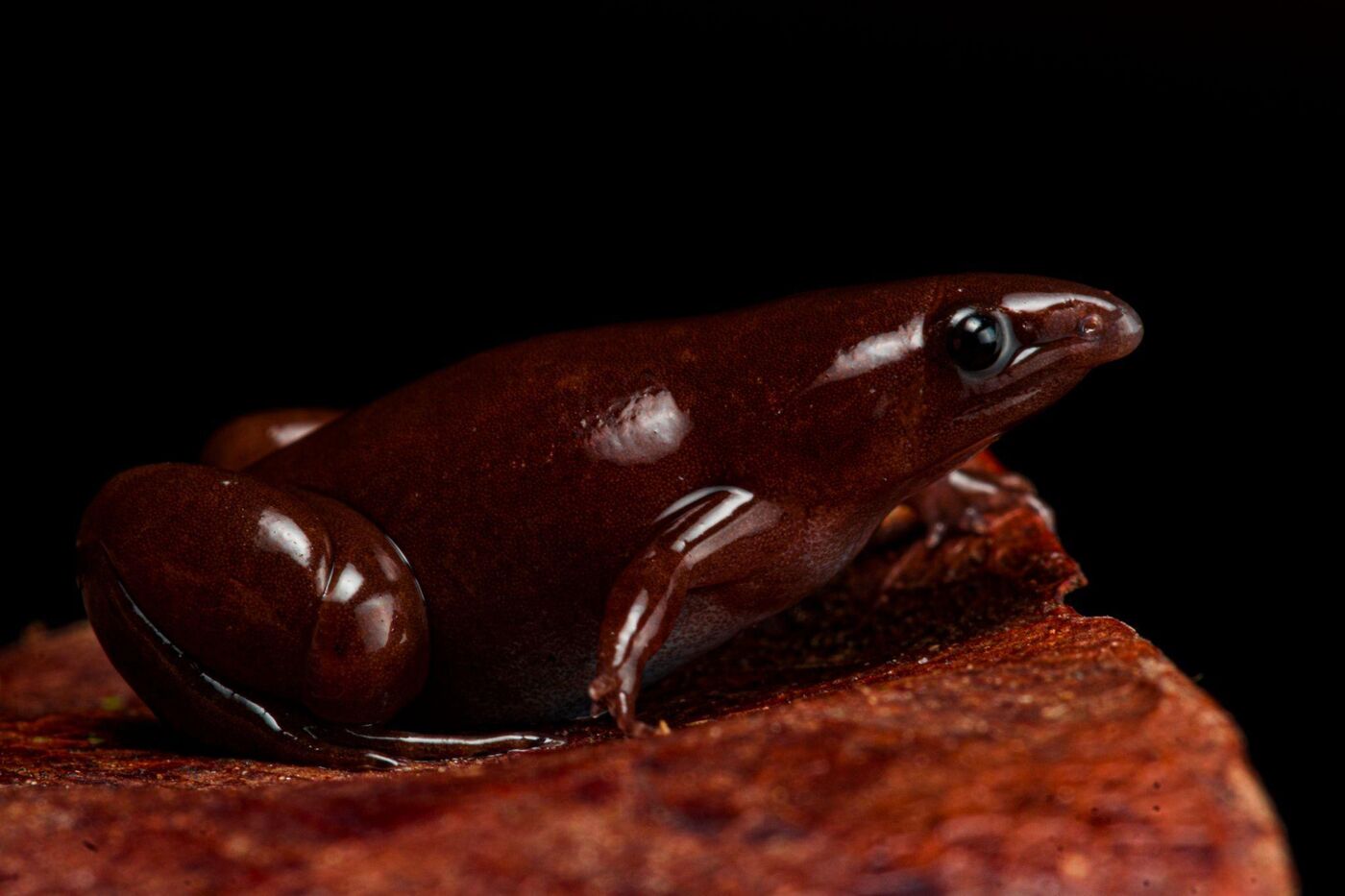 A small brown frog on a piece of wood.