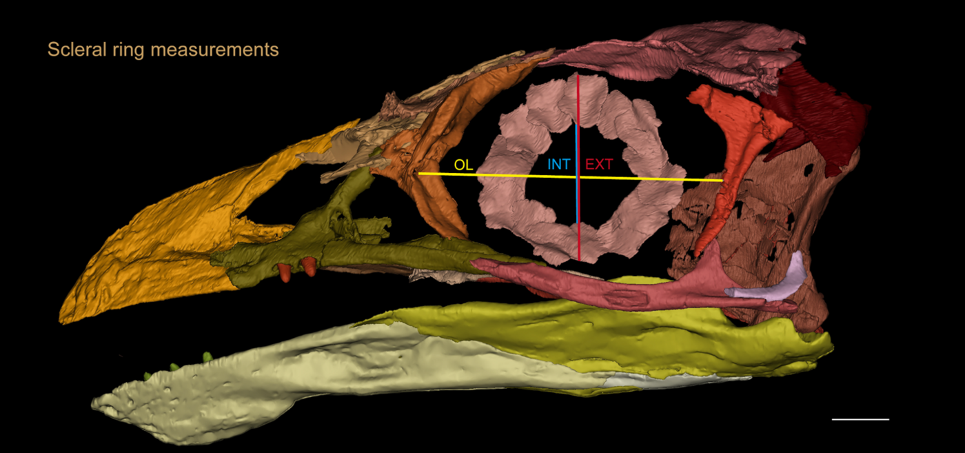 Rendering of a fossil skull. color-coded to show scleral ring measurements.