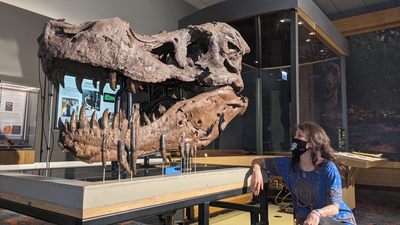 A woman sits looking at a tyrannosaurus skull mounted as a museum exhibition specimen.