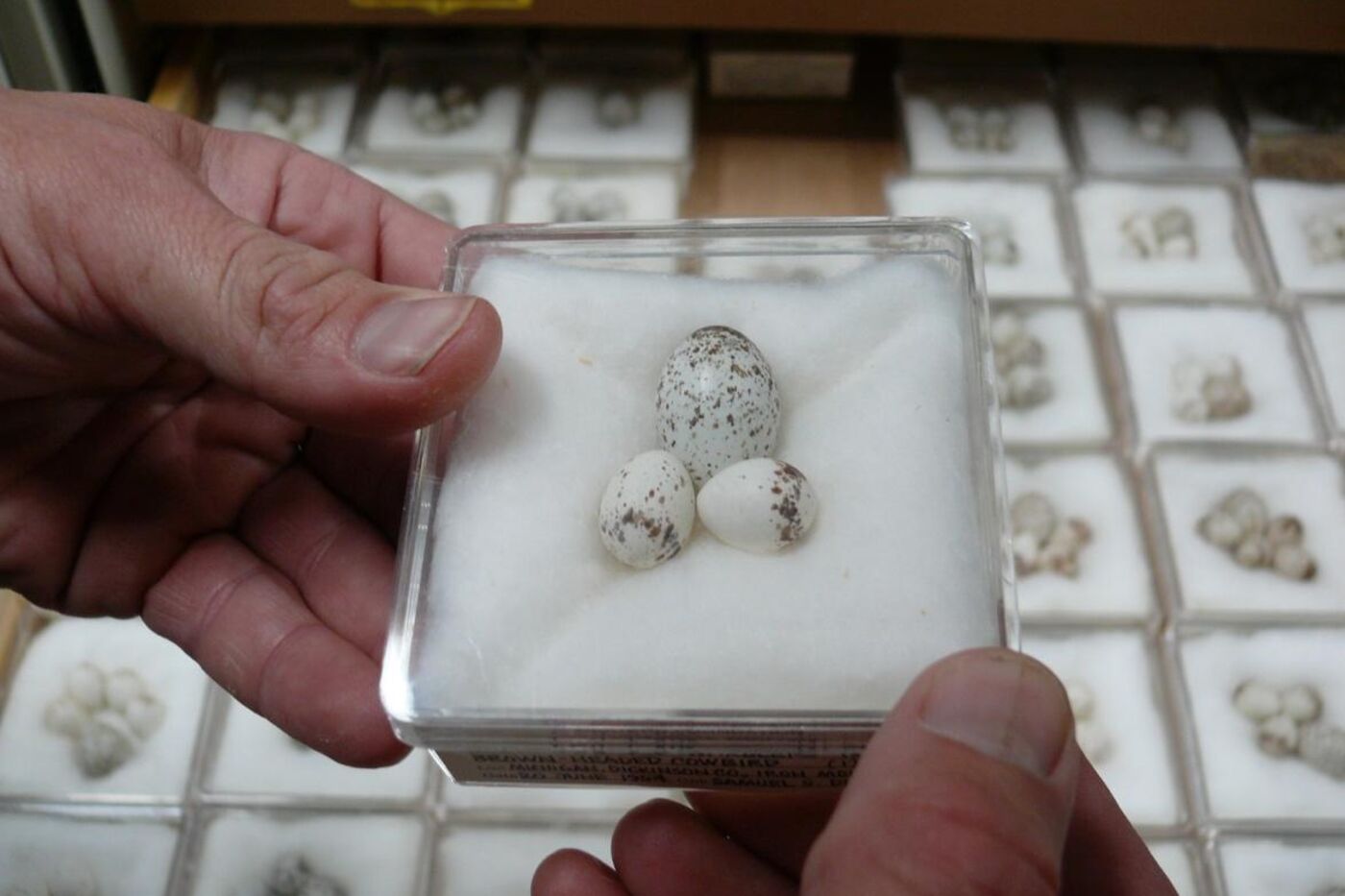 A pair of hands holding a small container with three small, speckled eggs on cotton bedding. Many other similar containers are visible in the background.