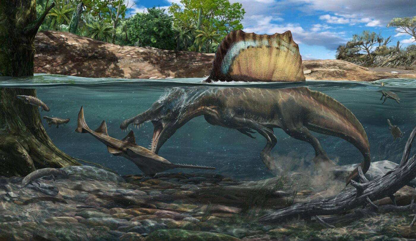 An illustration of a large dinosaur, Spinosaurus, hunting underwater. It's mouth is open and about to grab a smaller fish-like animal.