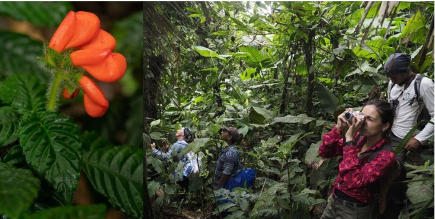 Extinctus flower on the left; group of scientists in the forest, one holding a camera, observing their surroundings.