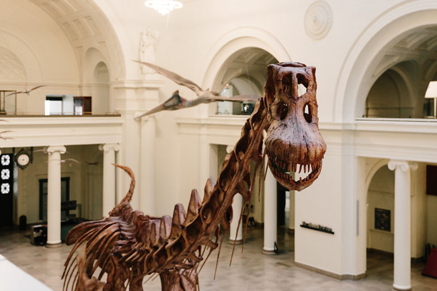 The fossil Máximo the Titanosaur from the second floor mezzanine.