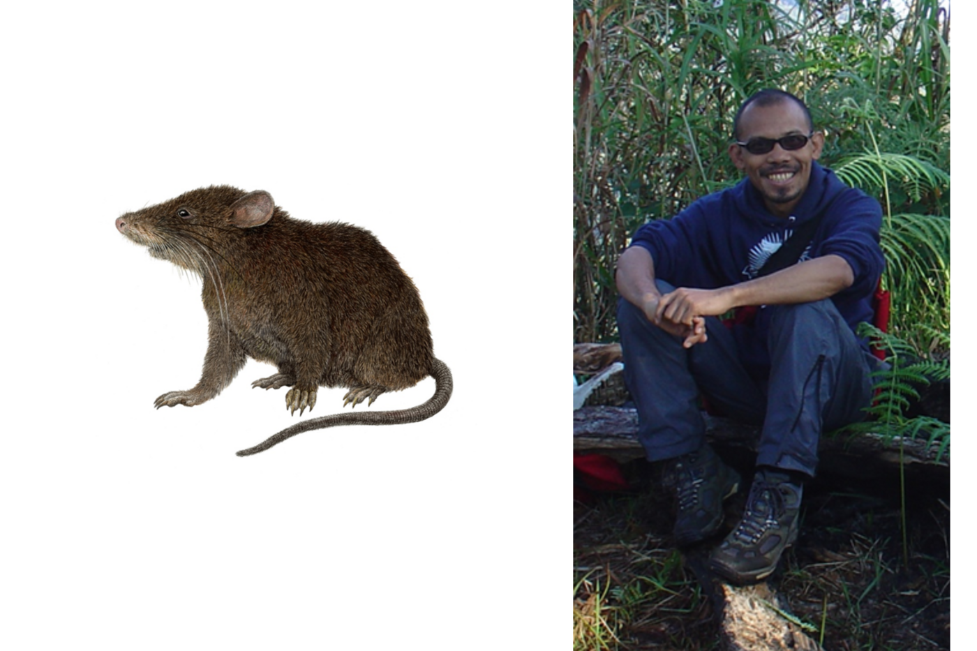 A two image panel, left, is an illustration of a brown mouse on a white background. Right is a photograph of a man wearing seated on a log in a forest, with green plants behind him. He is wearing blue jeans, a blue hoodie and sunglasses.