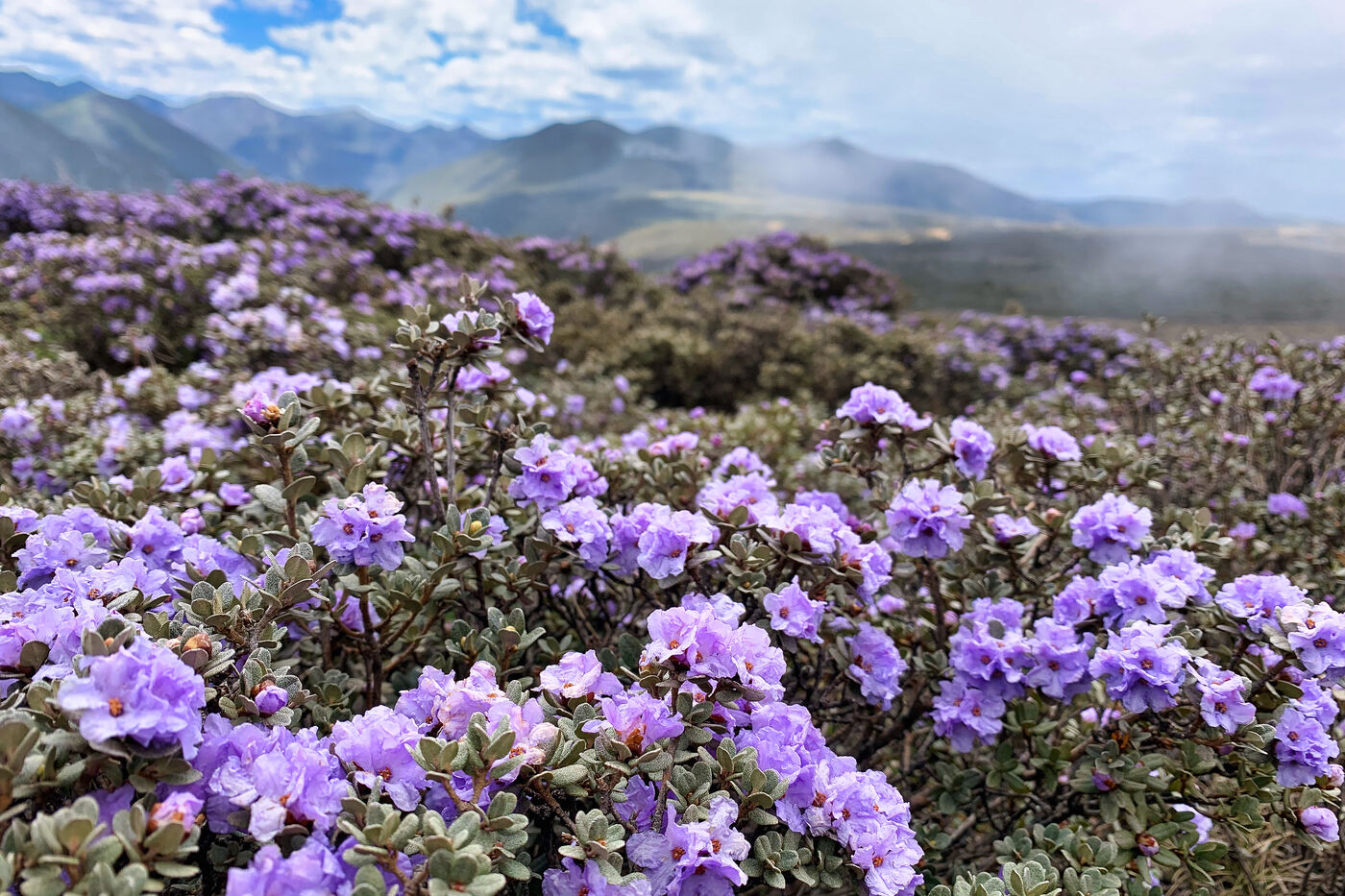 Pale purple flowering shrubs in the foreground, with foggy hills leading to mountains in the background.