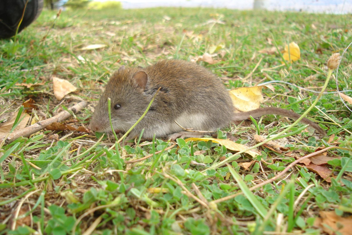 A greyish brown mouse with small black eyes sits on the grass, with sticks and leaves around it.