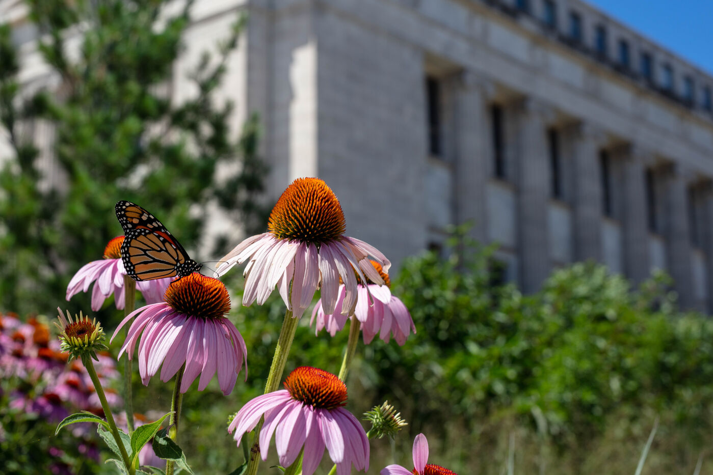 A monarch butterly sits perched on one of a group of purple cone flowers, with the Museum building blurred in the background.