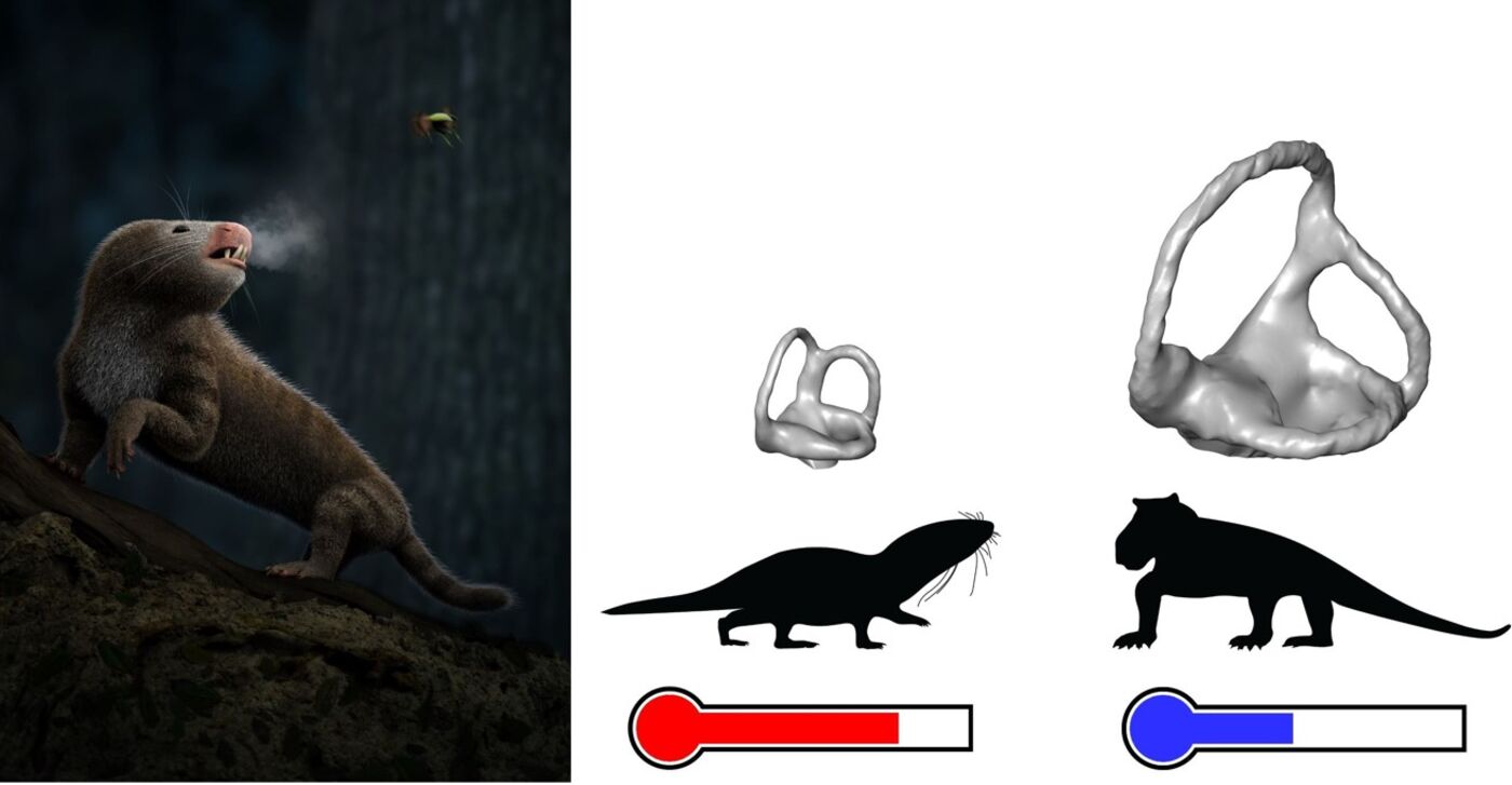 Left: Artistic rendering of the tritylodont cynodont Kayentatherium standing on rocky ground, looking back over its shoulder at an insect flying above. It seems to be cool enough conditions for its warm breath to cause condensation at the end of its nose.
Right: Computer rendering of bony labyrinth size in two examples of warm-blooded and cold-blooded prehistoric mammal ancestors, with silhouettes of the animals below the bone image, and a temperature indicator below the animal.