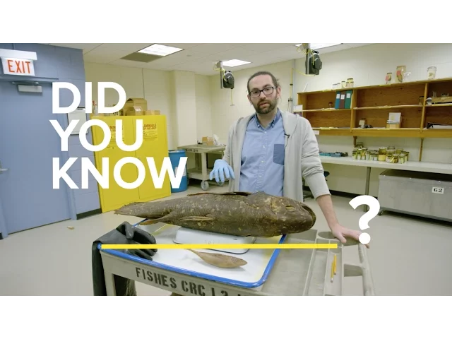 Screenshot of a youtube video featuring a scientist talking about a large fish he is standing behind.
